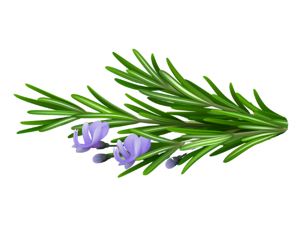 Antibacterial Natural Preservative. Boosts & Balances Skin Health. Stimulates Circulation & Reduces Inflammation.